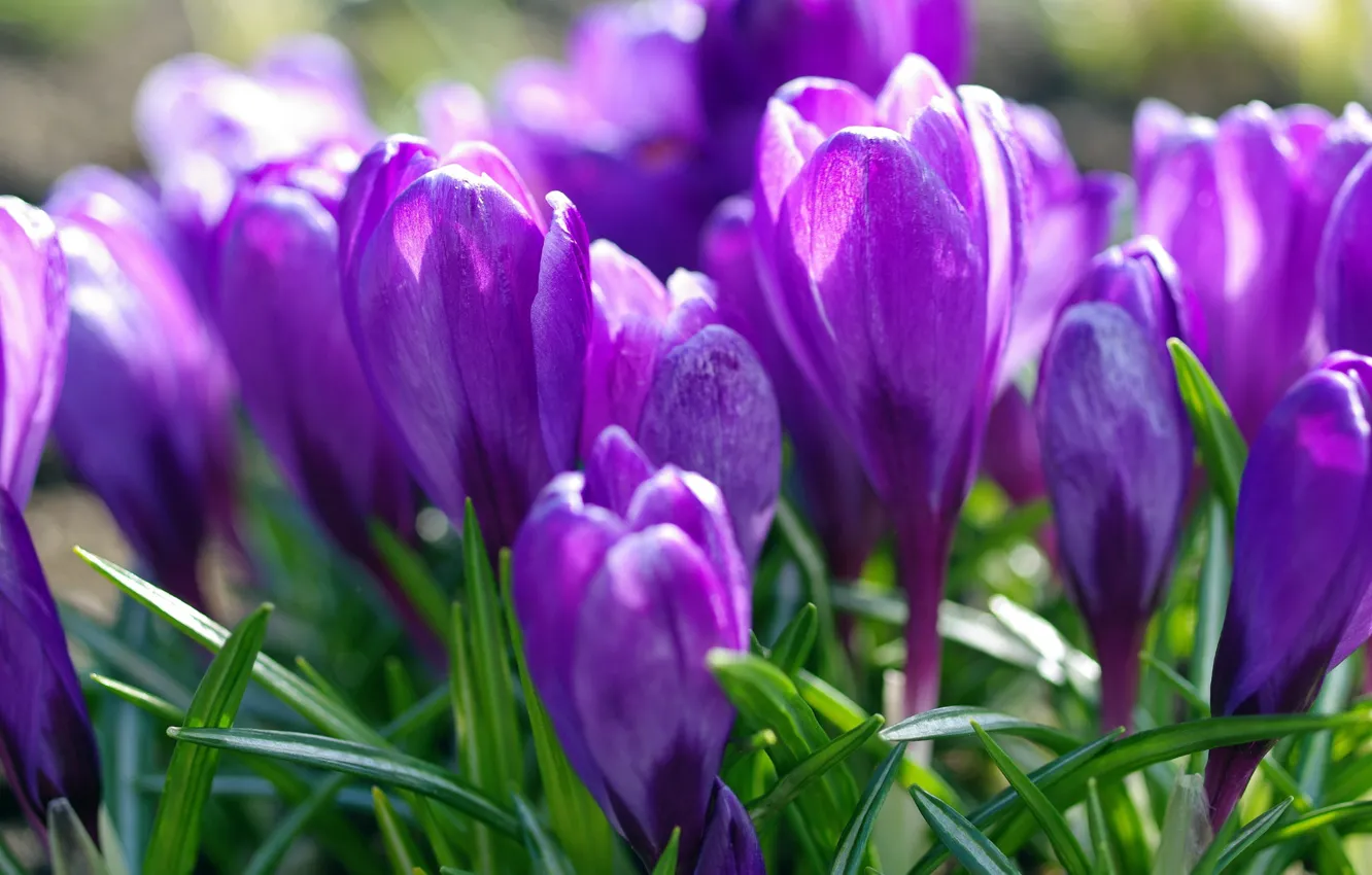 Фото обои фиолетовый, весна, крокусы