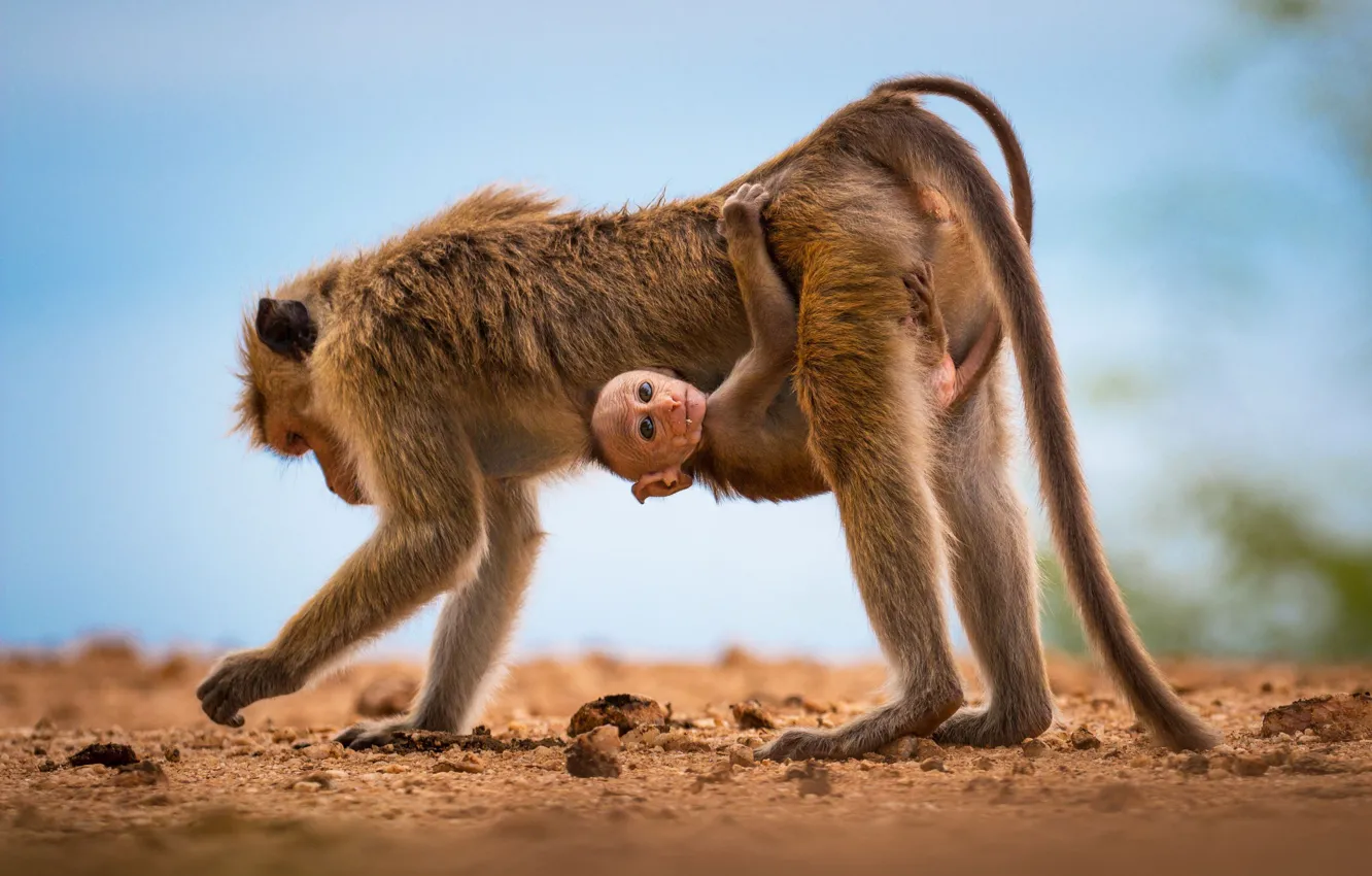 Фото обои обезьяна, обезьяны, смотрит, детёниш, мамка