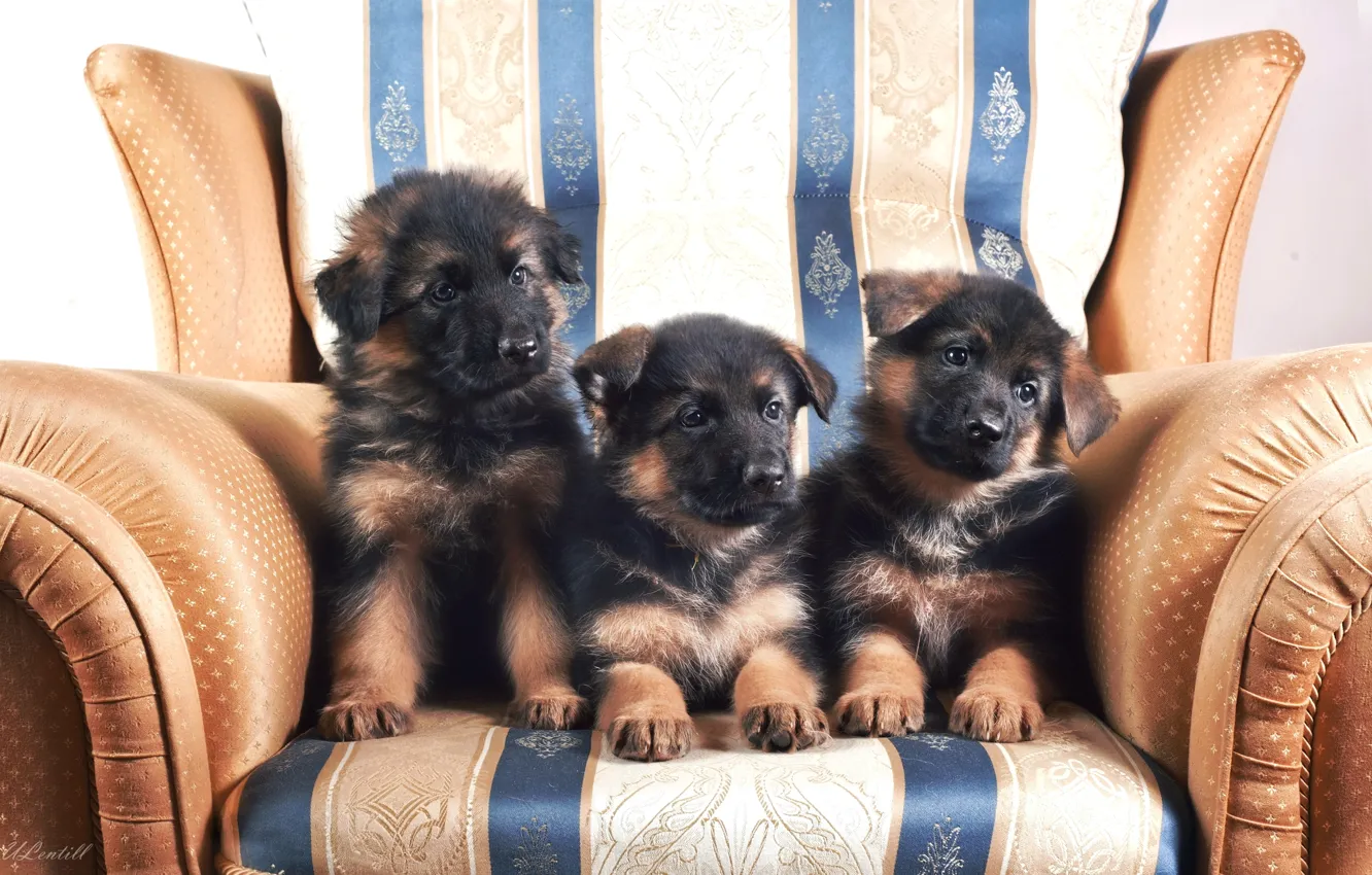 Фото обои кресло, щенки, трио, немецкая овчарка