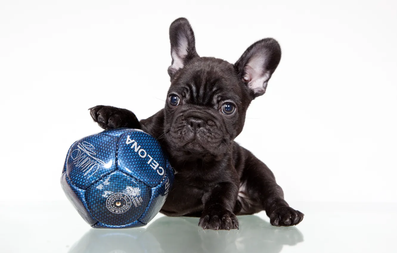 Фото обои черный, мяч, щенок, французский бульдог