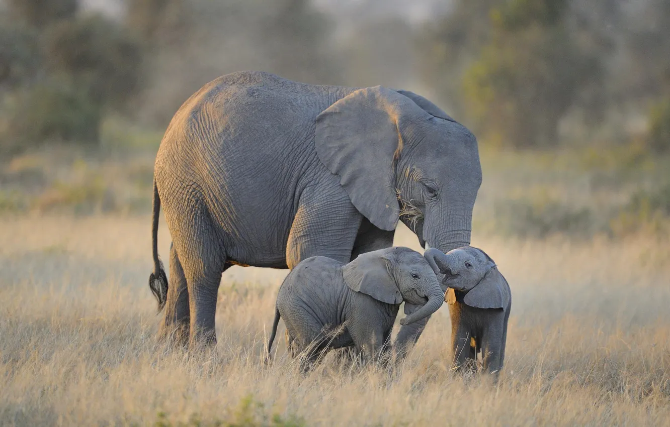 Фото обои африка, слоны, Amboseli National Park, Twin Baby Elephants