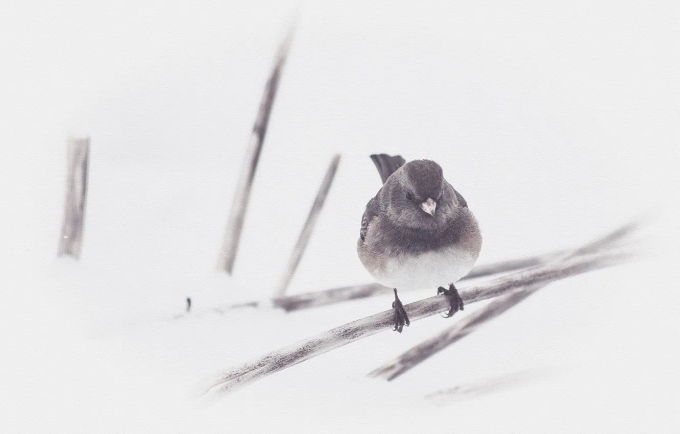 Фото обои bird, winter, cold
