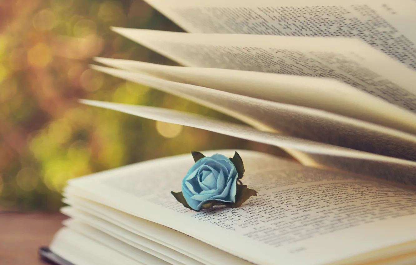 Фото обои текст, роза, книга, страницы, голубая, боке