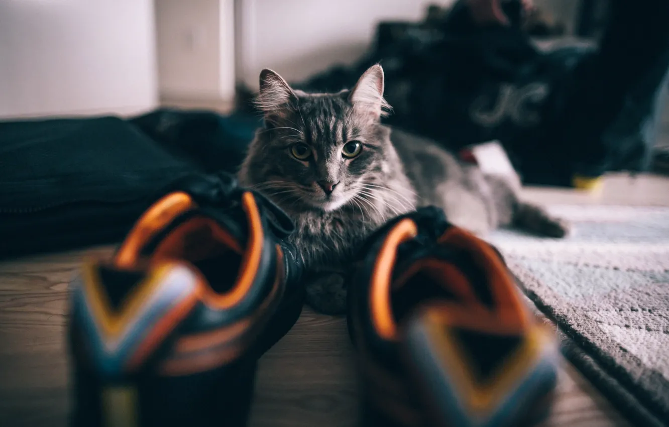 Фото обои кот, обувь, кеды, кросы, котэ, красовки