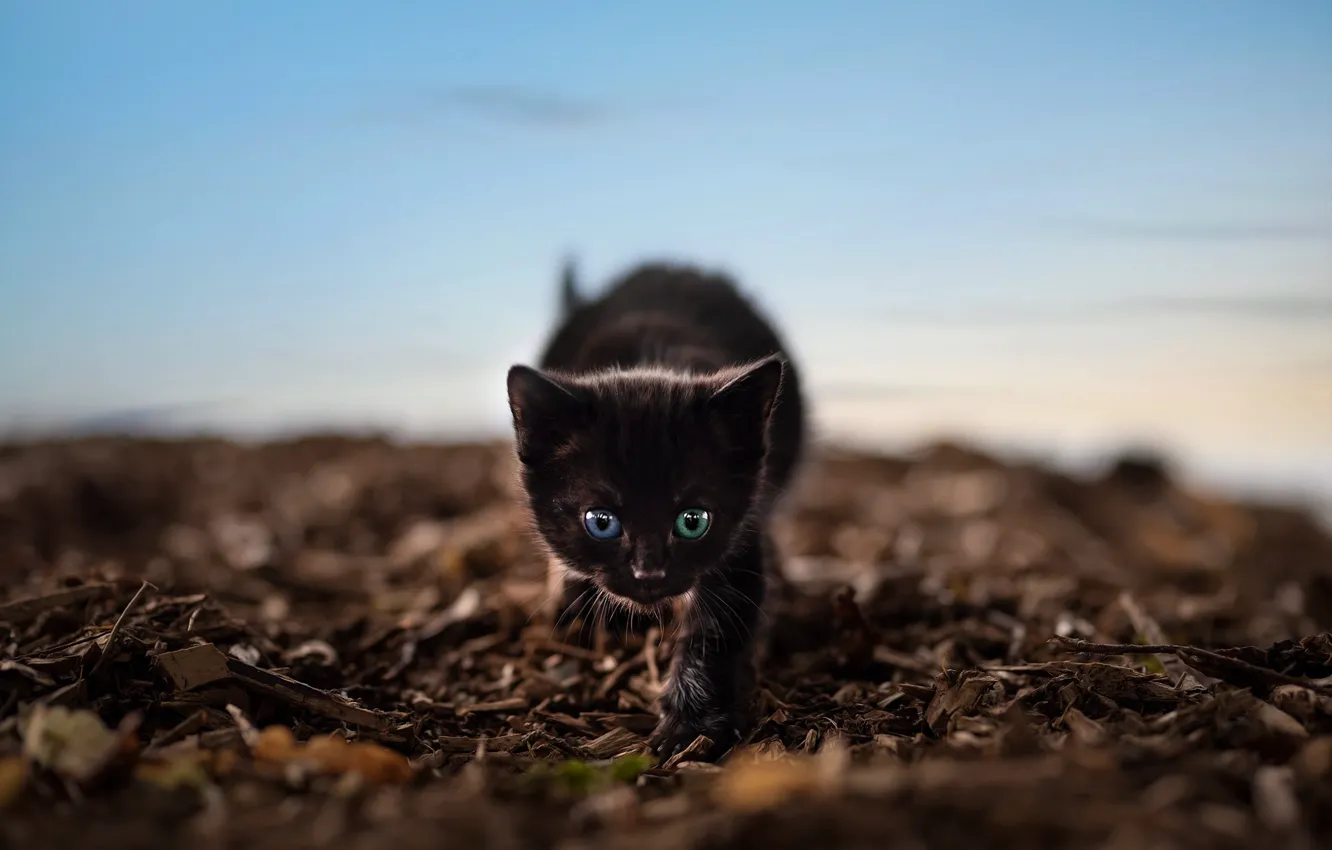 Фото обои кошка, небо, природа, поза, котенок, черный, прогулка, мордашка
