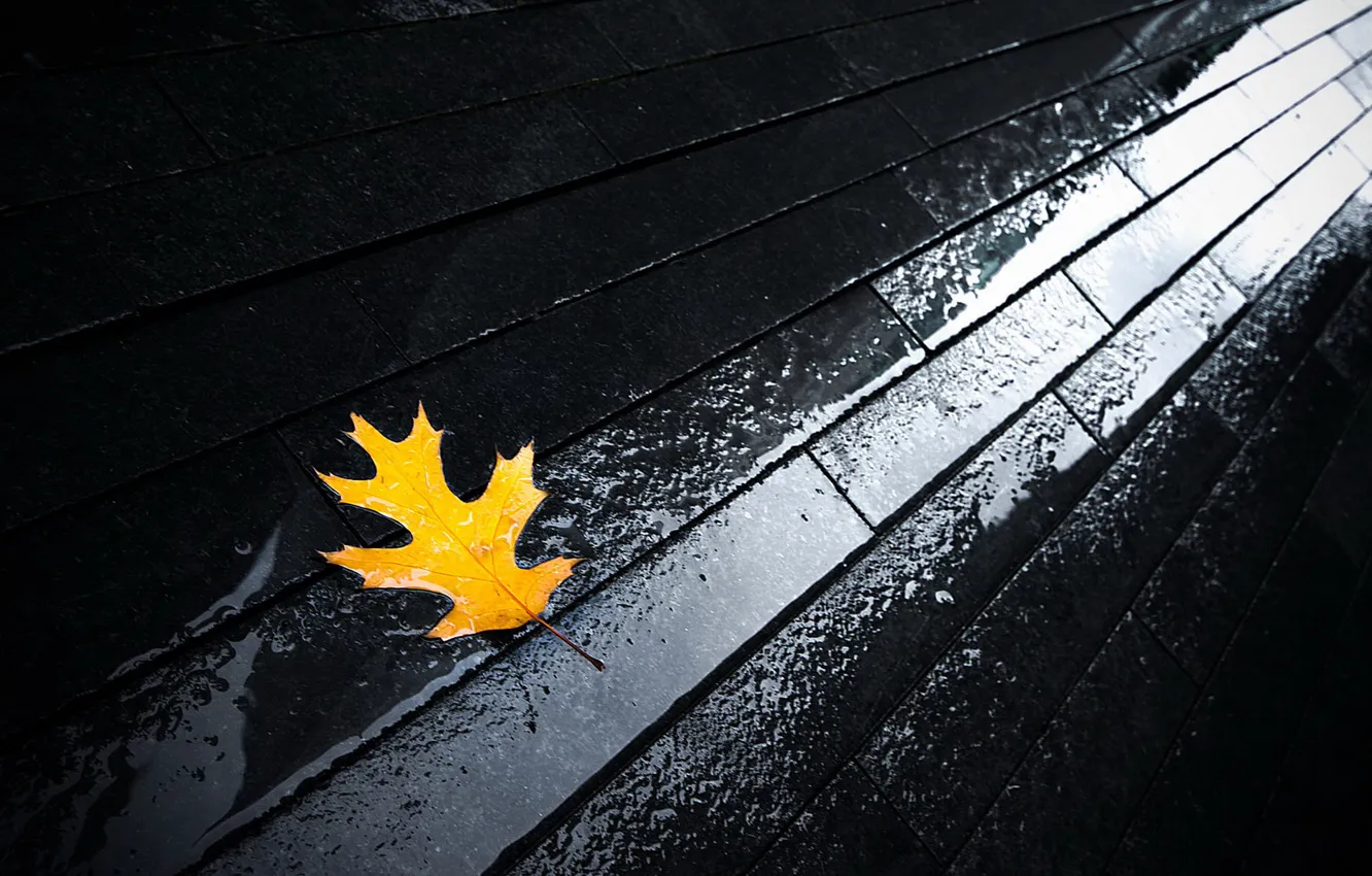 Фото обои осень, вода, лист, мостовая