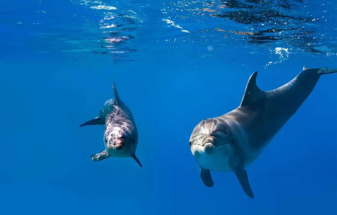 Фото обои море, синева, пара, дельфины, под водой
