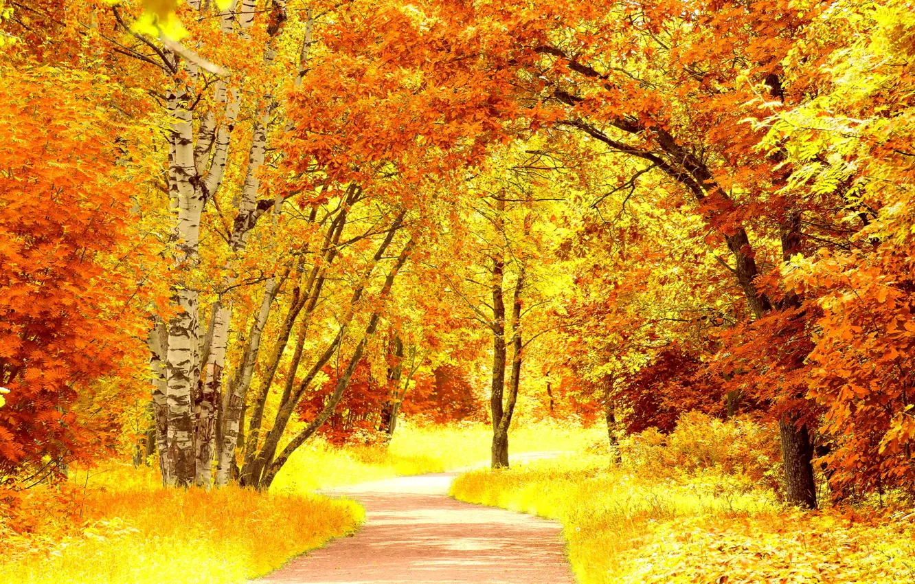 Фото обои дорога, осень, деревья, краски осени