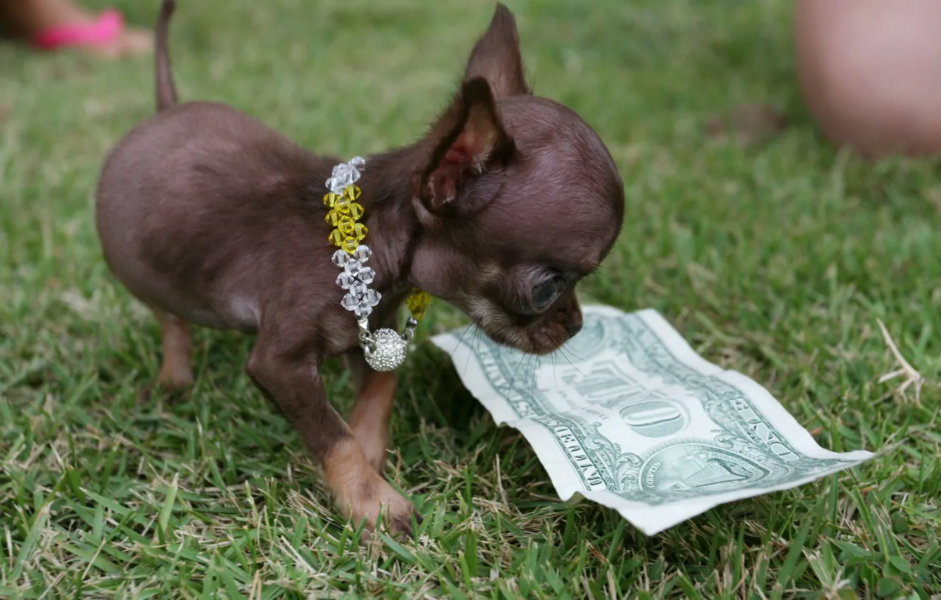 Фото обои маленький, доллар, пес