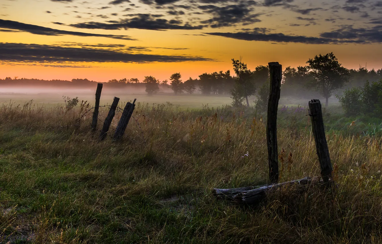 Фото обои поле, трава, туман, столбы
