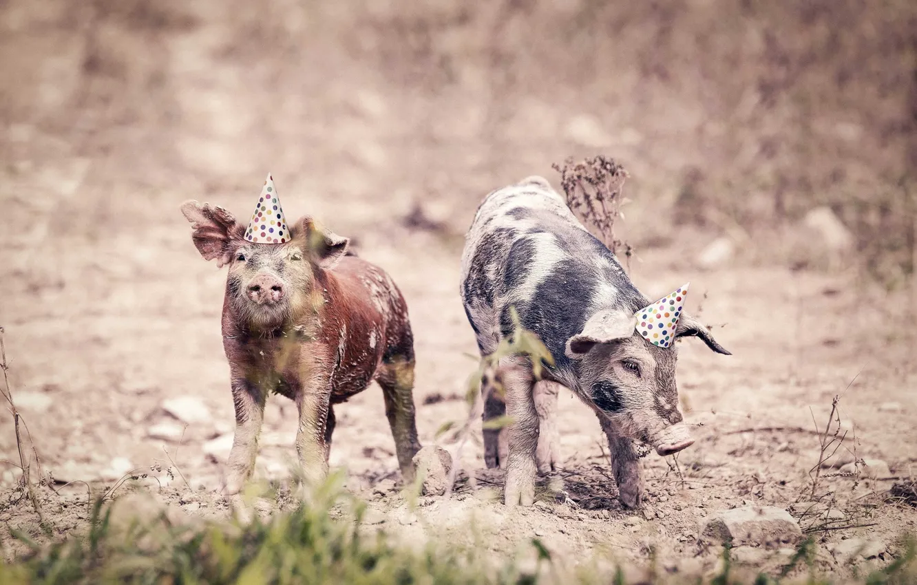 Фото обои праздник, свиньи, поросята