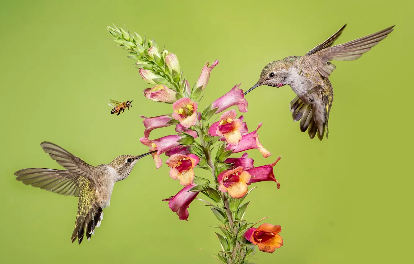 Фото обои цветок, пчела, колибри
