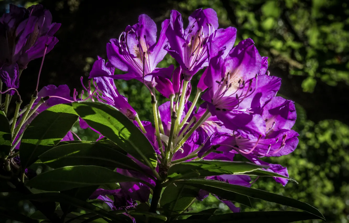 Фото обои лиловый, рододендрон, азалия