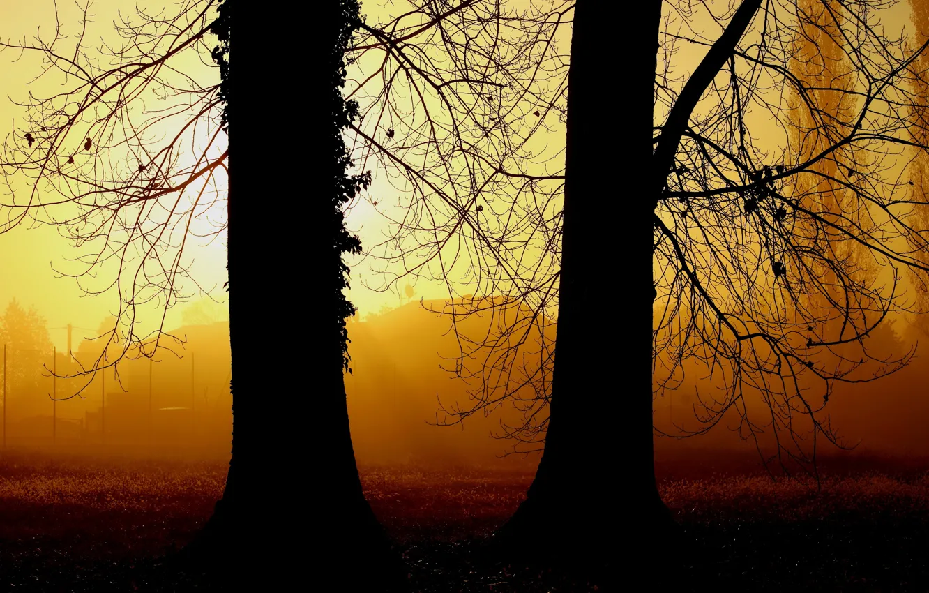 Фото обои свет, туман, дерево