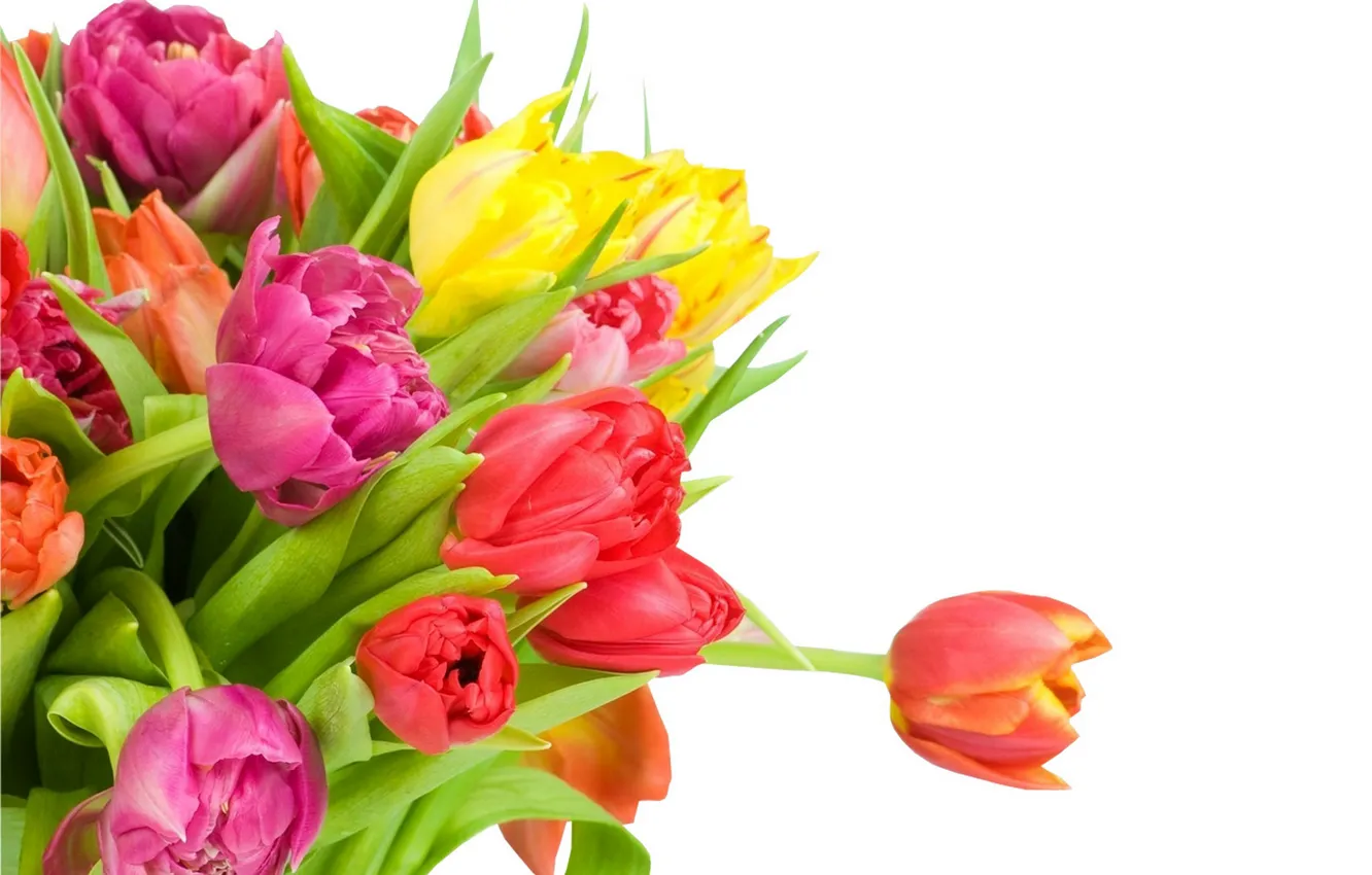 Фото обои букет, colorful, тюльпаны, flowers, beautiful, tulips, spring
