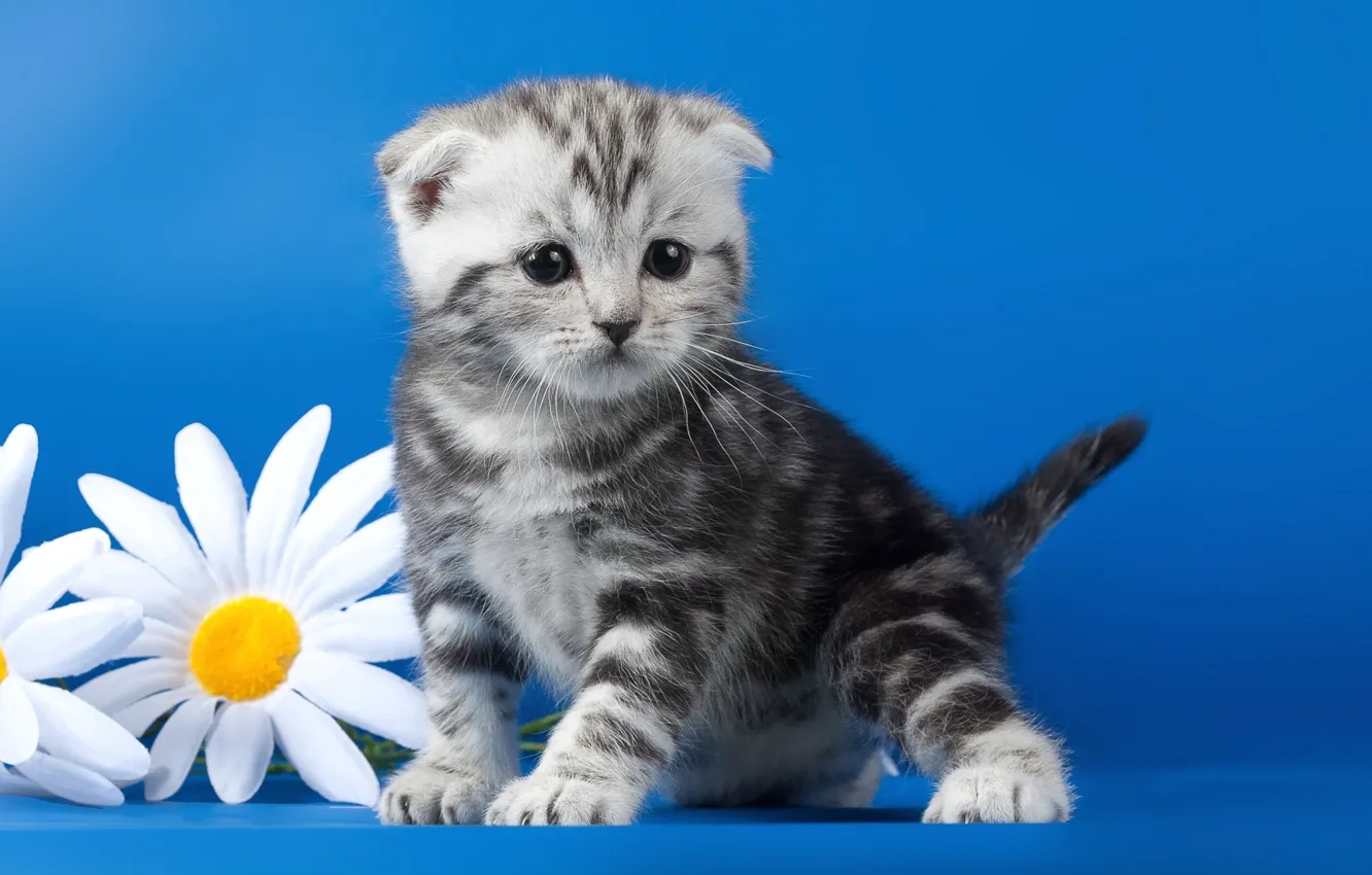 Фото обои цветы, ромашки, котёнок