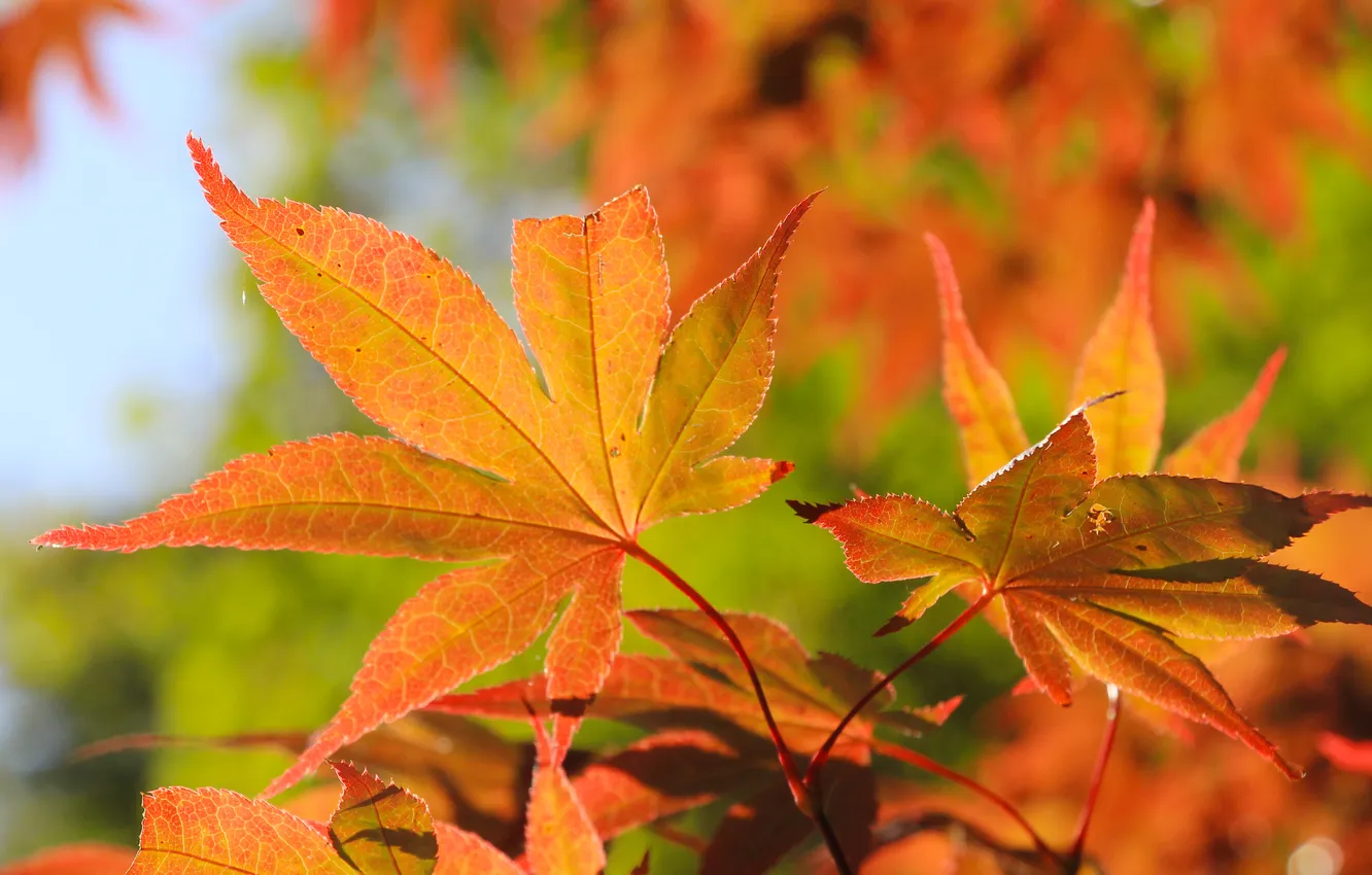 Фото обои red, autumn, leaf