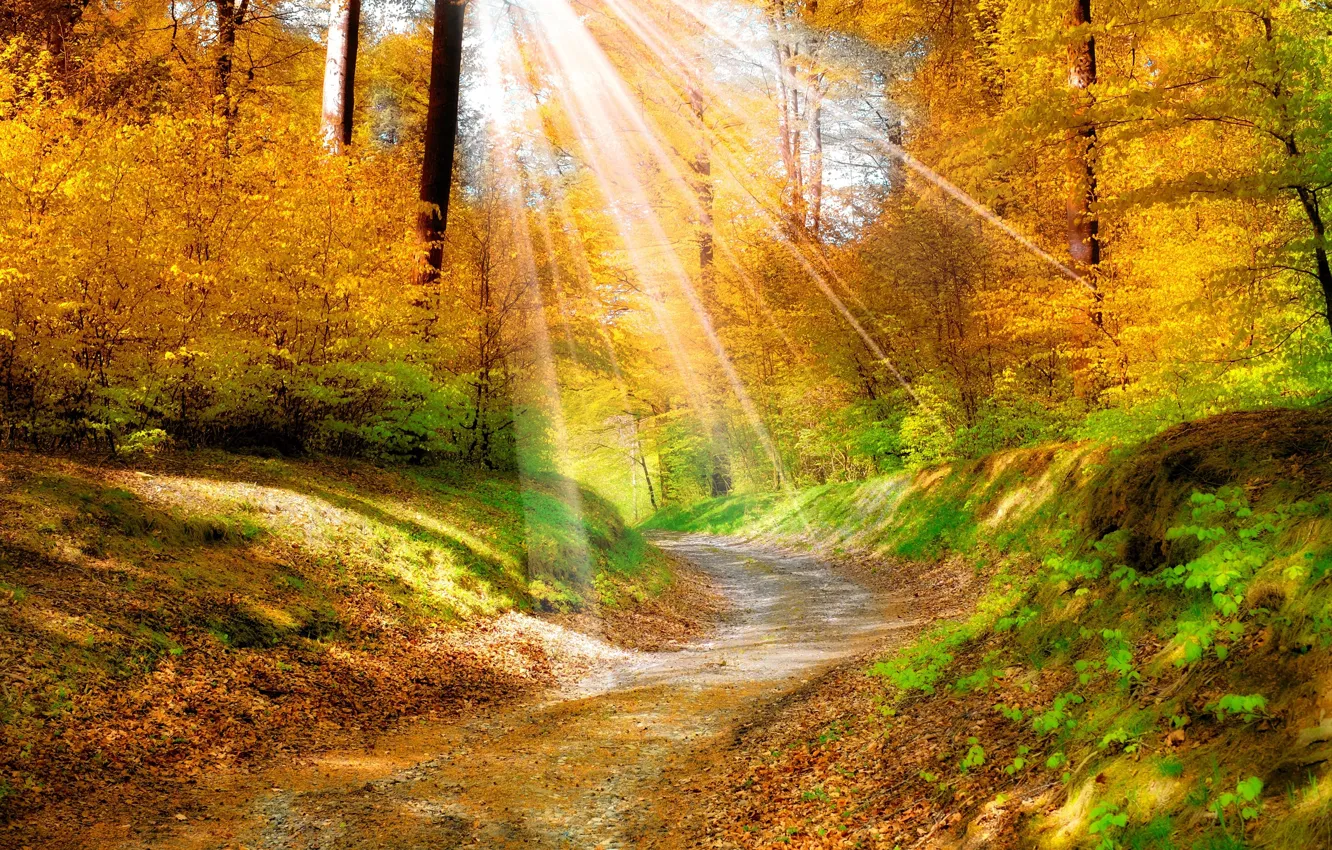 Фото обои дорога, осень, лес, лучи, природа, красиво, солнца