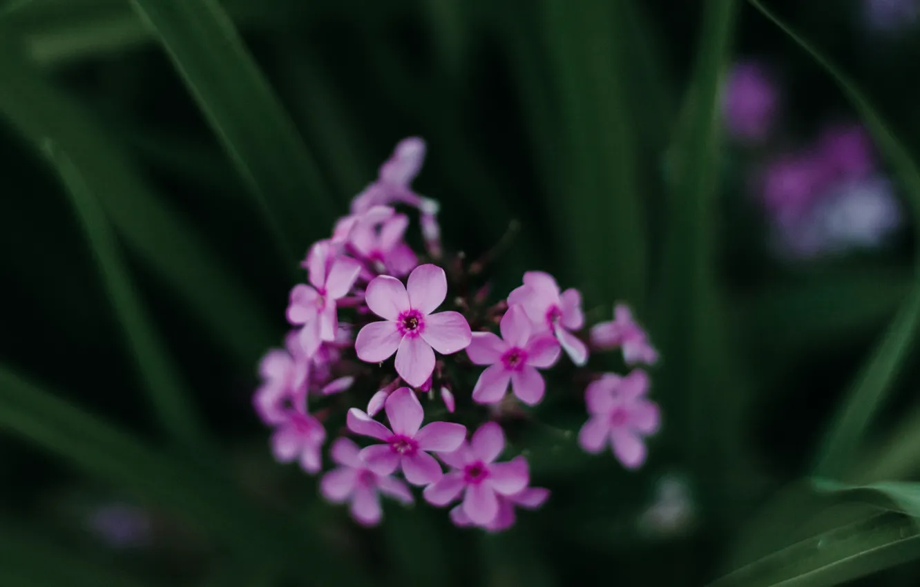 Фото обои Цветы, Природа, Растение, Растения, Nature, Фиолетовый, Flowers, Color