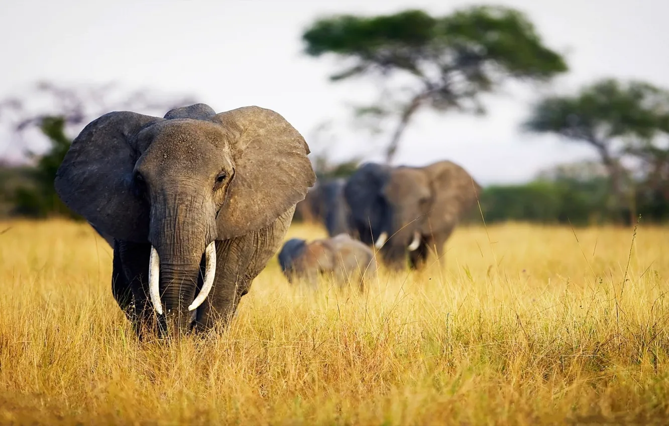 Фото обои природа, саванна, photo, animal, Слоны