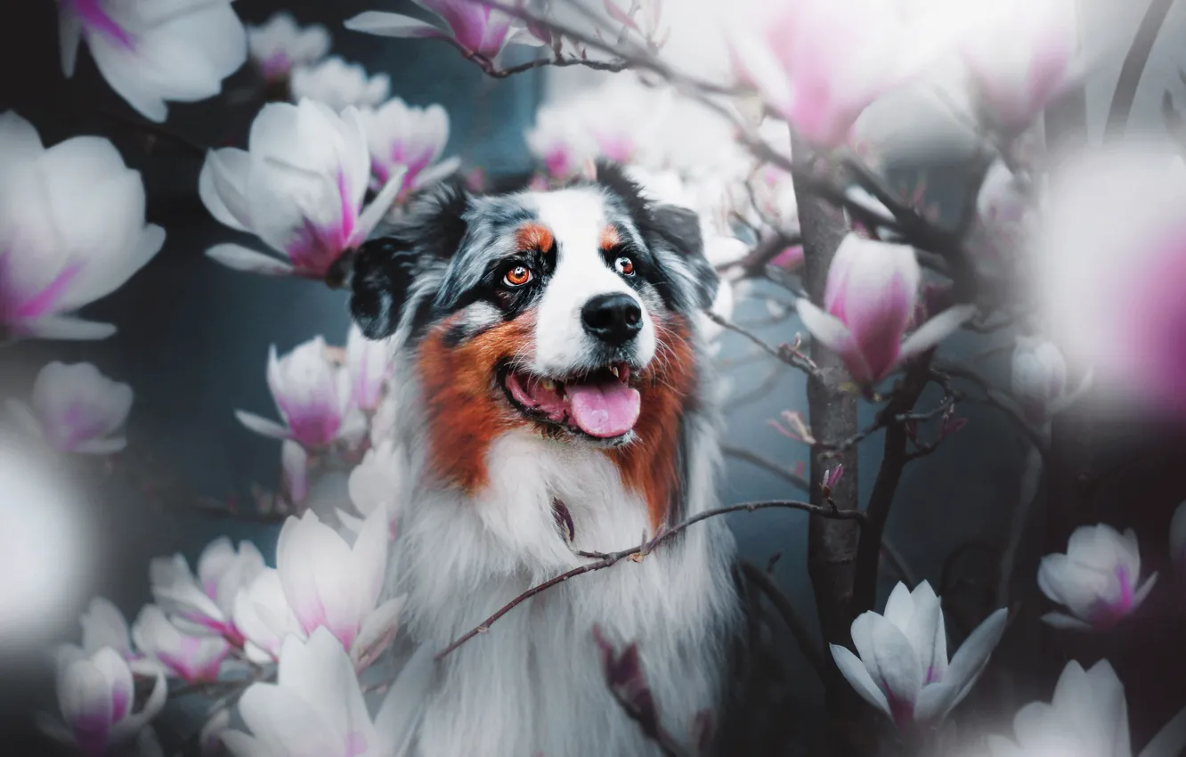 Фото обои ветки, собака, цветки, магнолия, Австралийская овчарка, Аусси