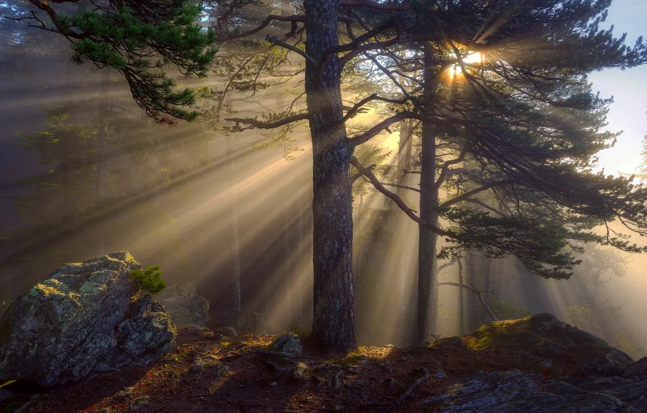Фото обои лес, солнце, лучи, сосны, Тепло