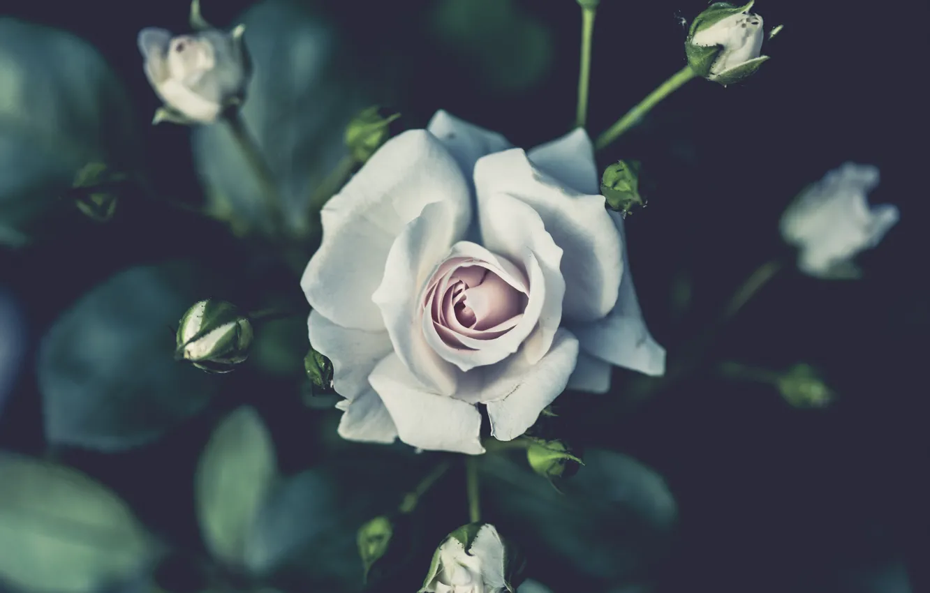 Фото обои белый, цветок, роза, бутоны