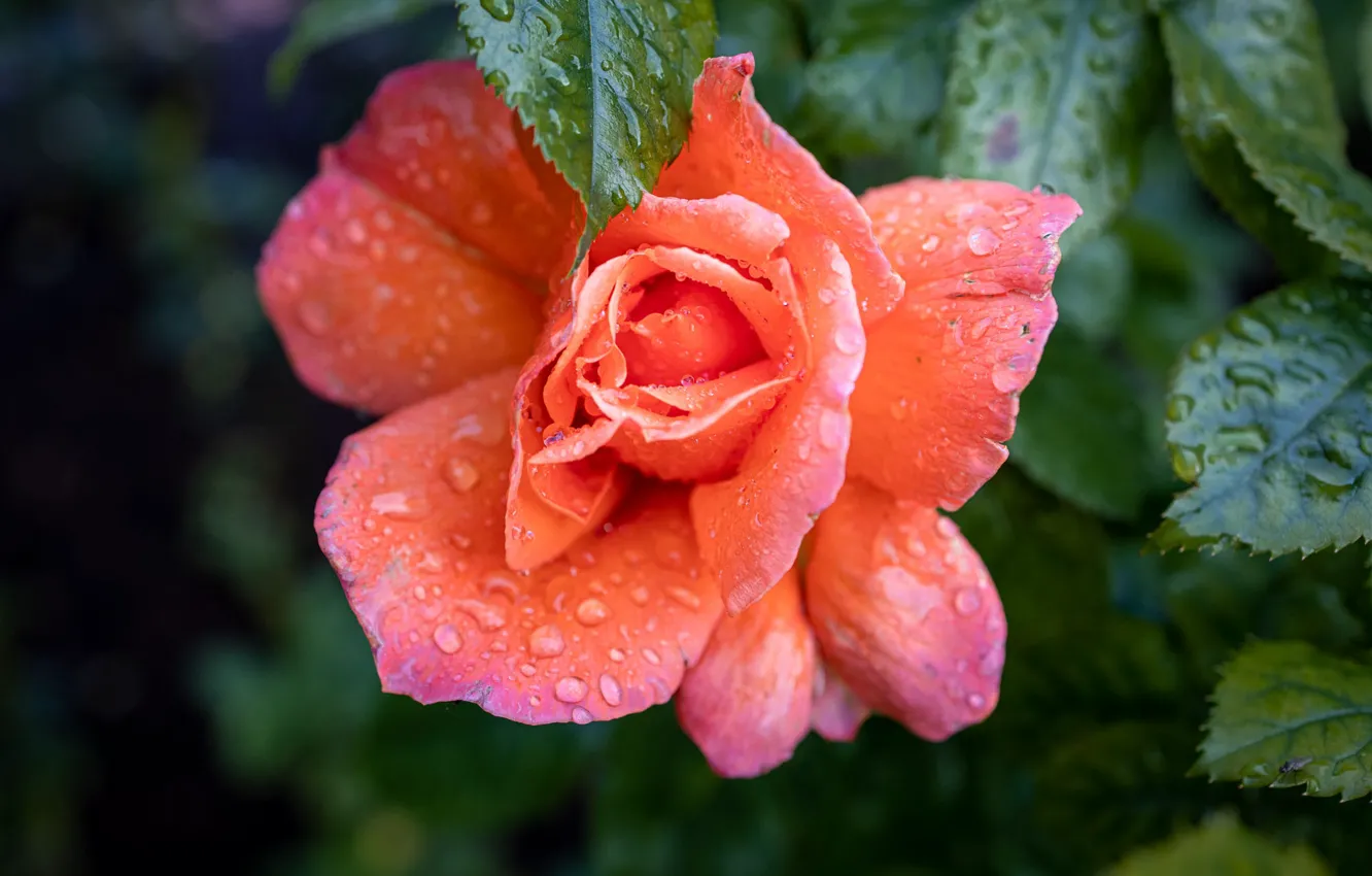 Фото обои цветок, листья, капли, темный фон, роза, оранжевая, боке