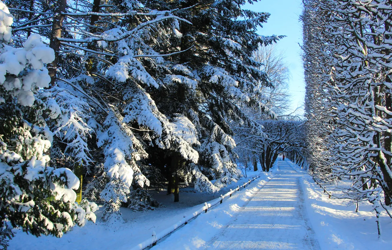 Фото обои park, winter, snow, alley