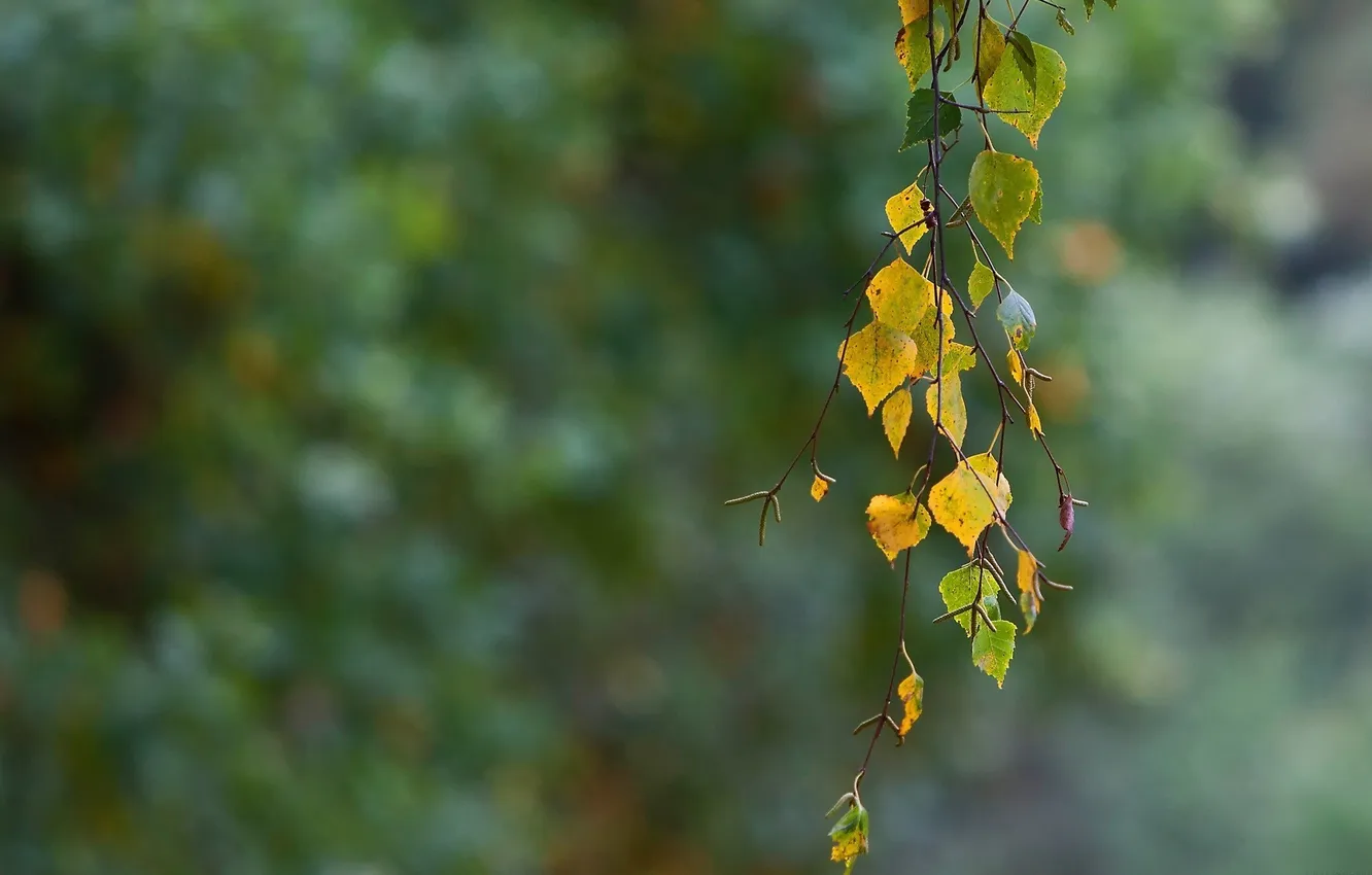 Фото обои осень, листья, берёза, ветвь