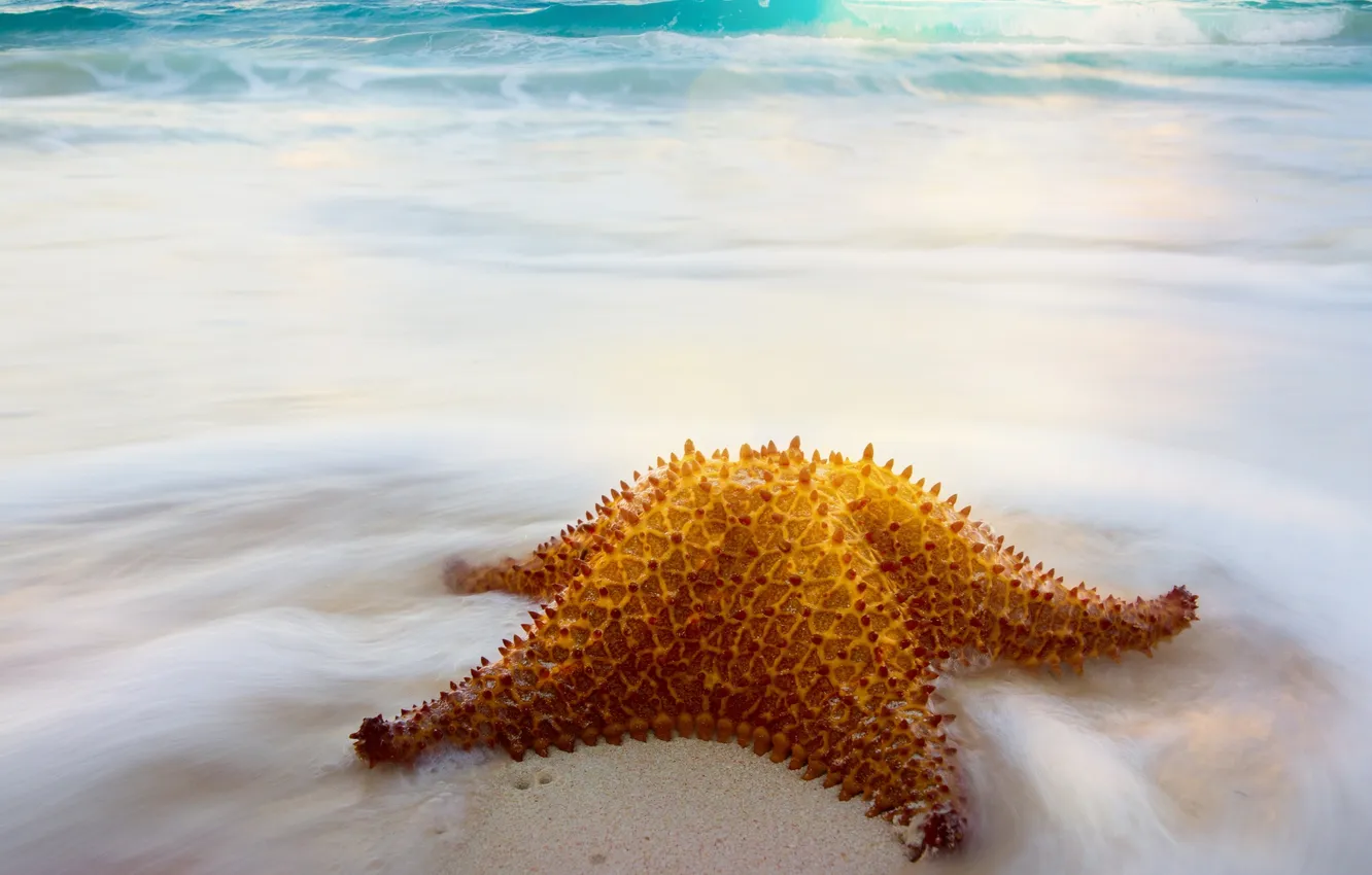 Фото обои море, волны, берег, морская звезда