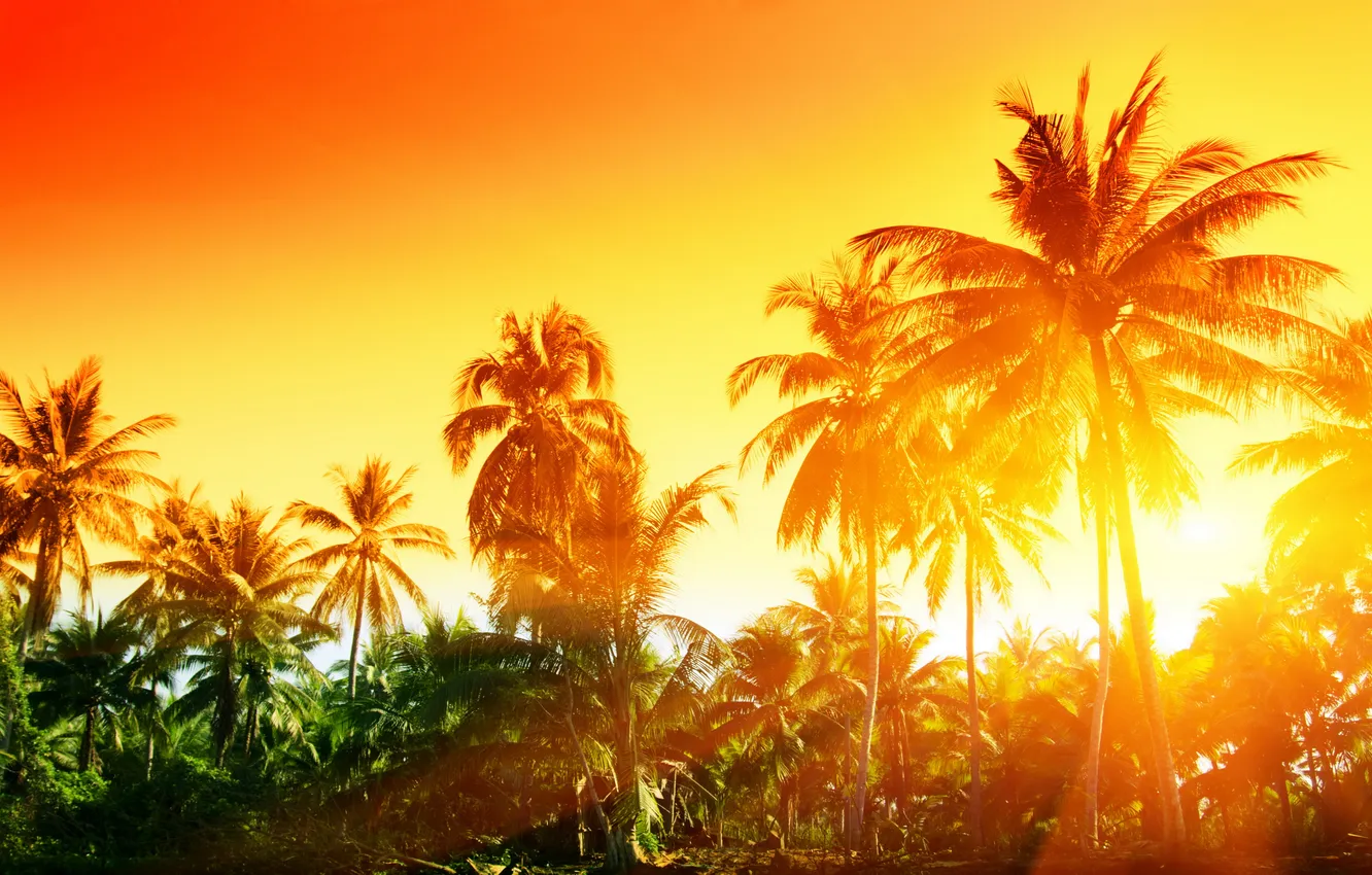 Фото обои закат, тропики, пальмы, sunset, tropical