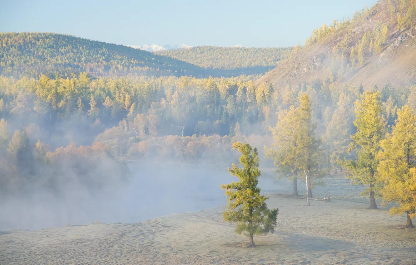 Фото обои пейзаж, туман, дерево