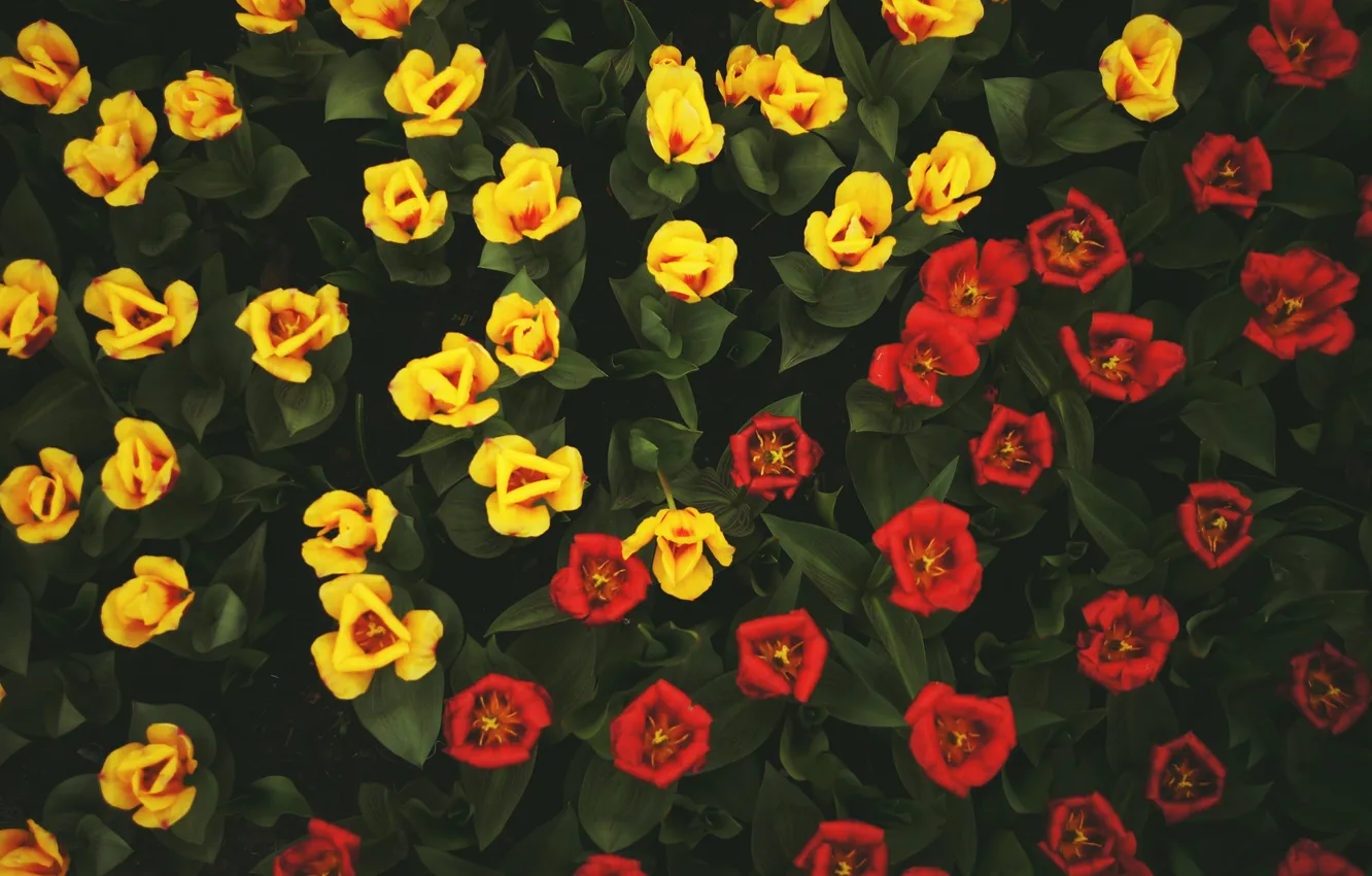 Фото обои цветы, желтые, тюльпаны, красные