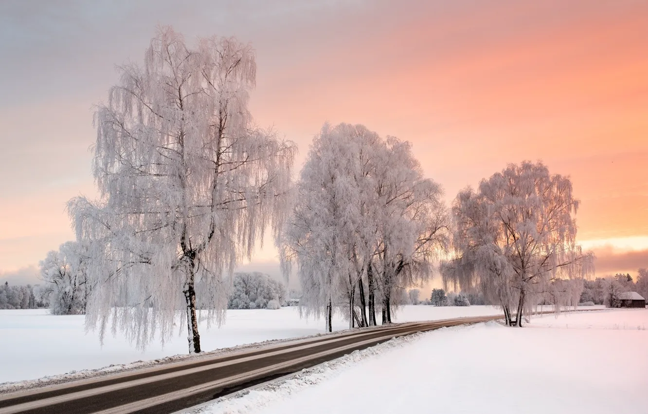 Фото обои зима, иней, дорога, деревья, мороз