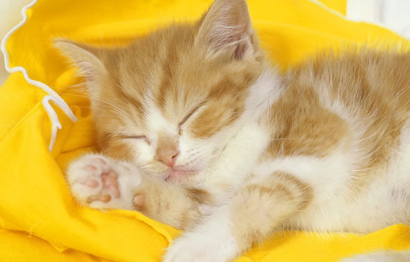 Фото обои желтый, спит, Котик, сладко