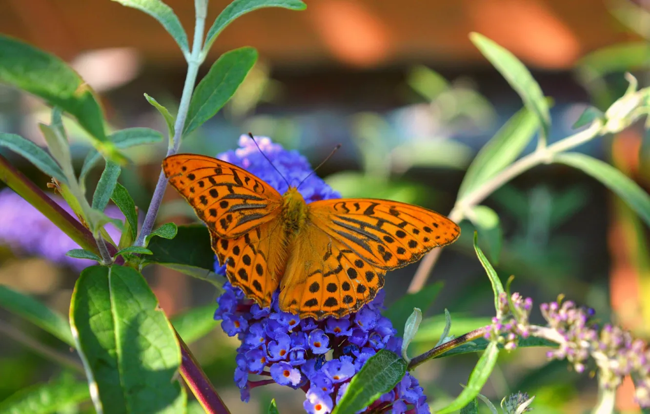 Фото обои Макро, Цветы, Бабочка, Flowers, Macro, Butterfly