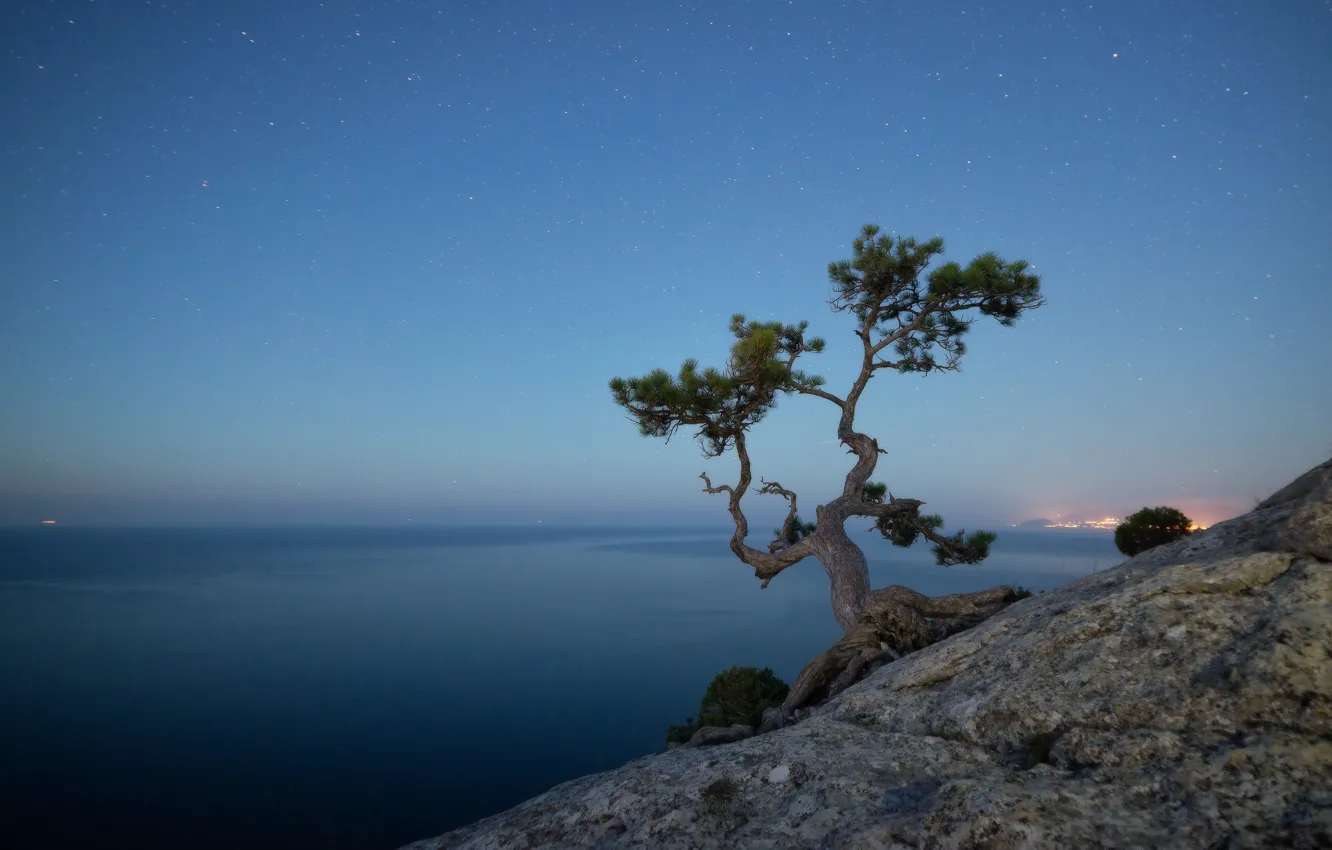 Фото обои море, небо, пейзаж, природа, скала, дерево, звёзды, вечер