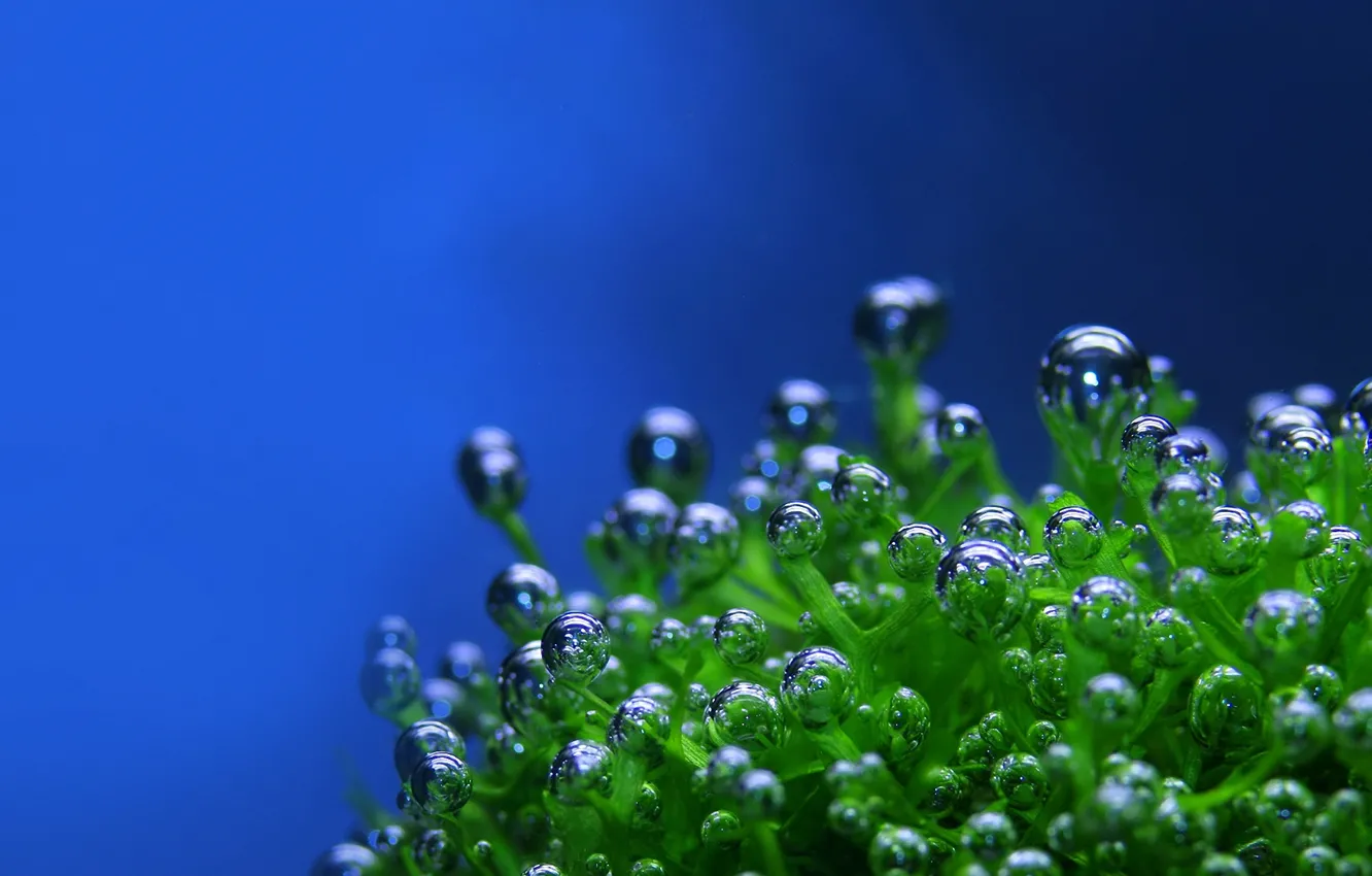 Фото обои капли, пузырьки, растение, зеленое, синий фон