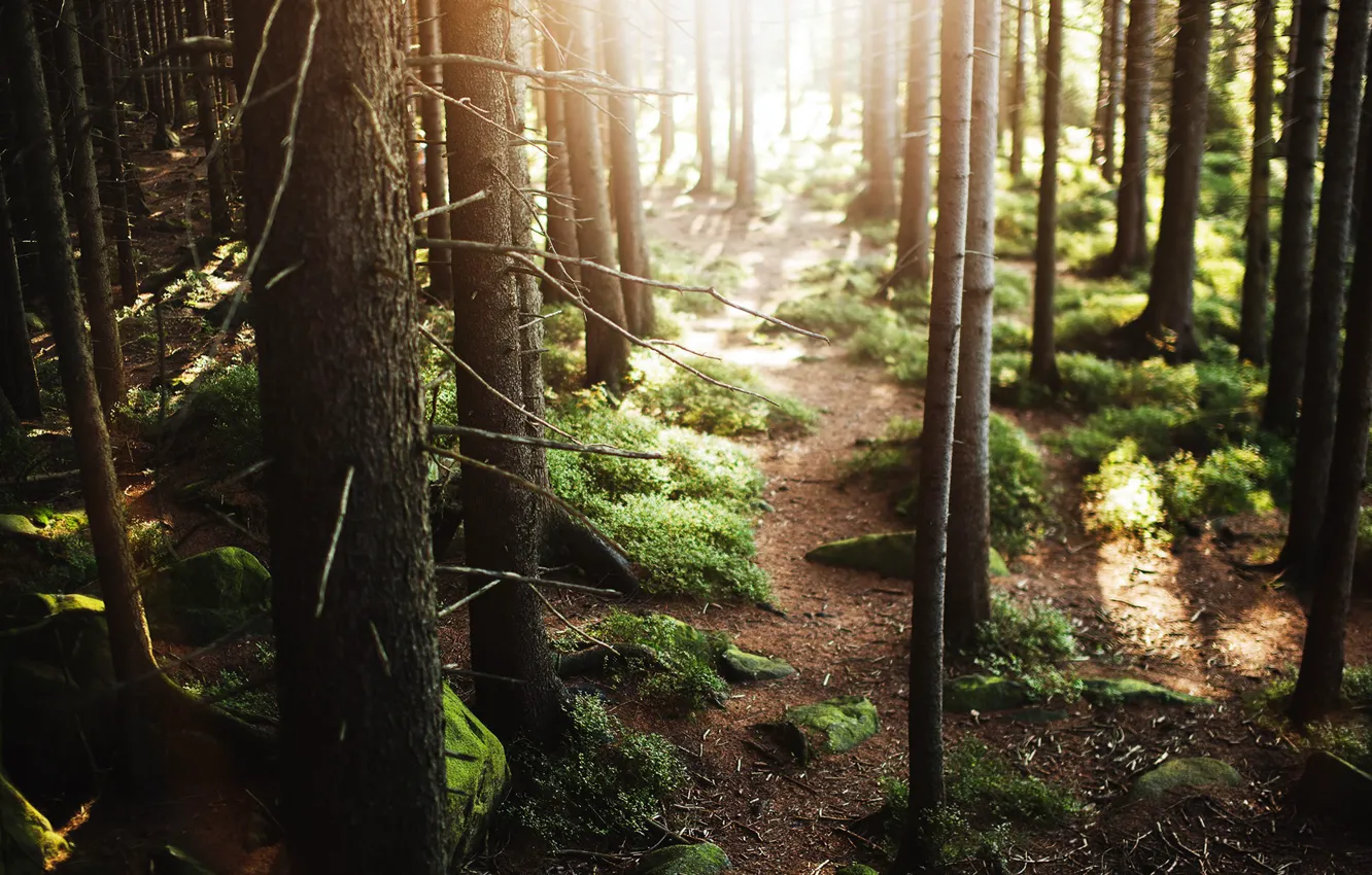 Фото обои лес, природа, мох, Солнечный лучик, естественная среда