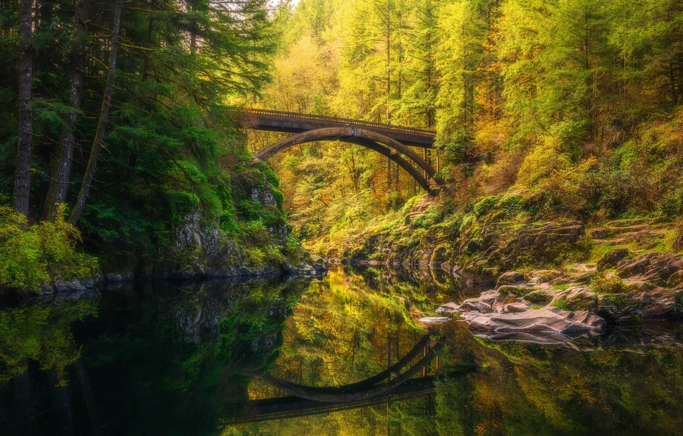 Фото обои осень, лес, деревья, ветки, мост, озеро, пруд, отражение