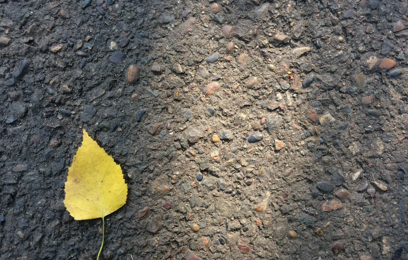 Фото обои осень, асфальт, желтый, лист, минимализм
