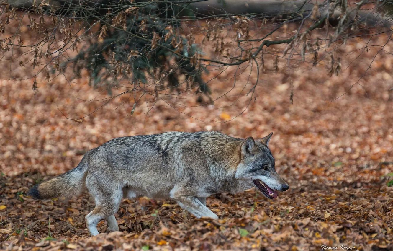 Фото обои хищник, санитар, одинокий волк