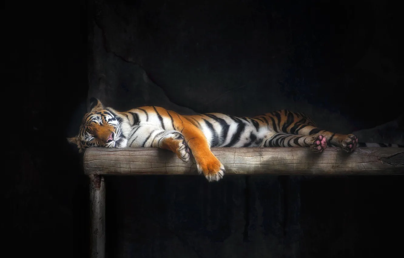 Фото обои кошка, тигр, сон, шерсть