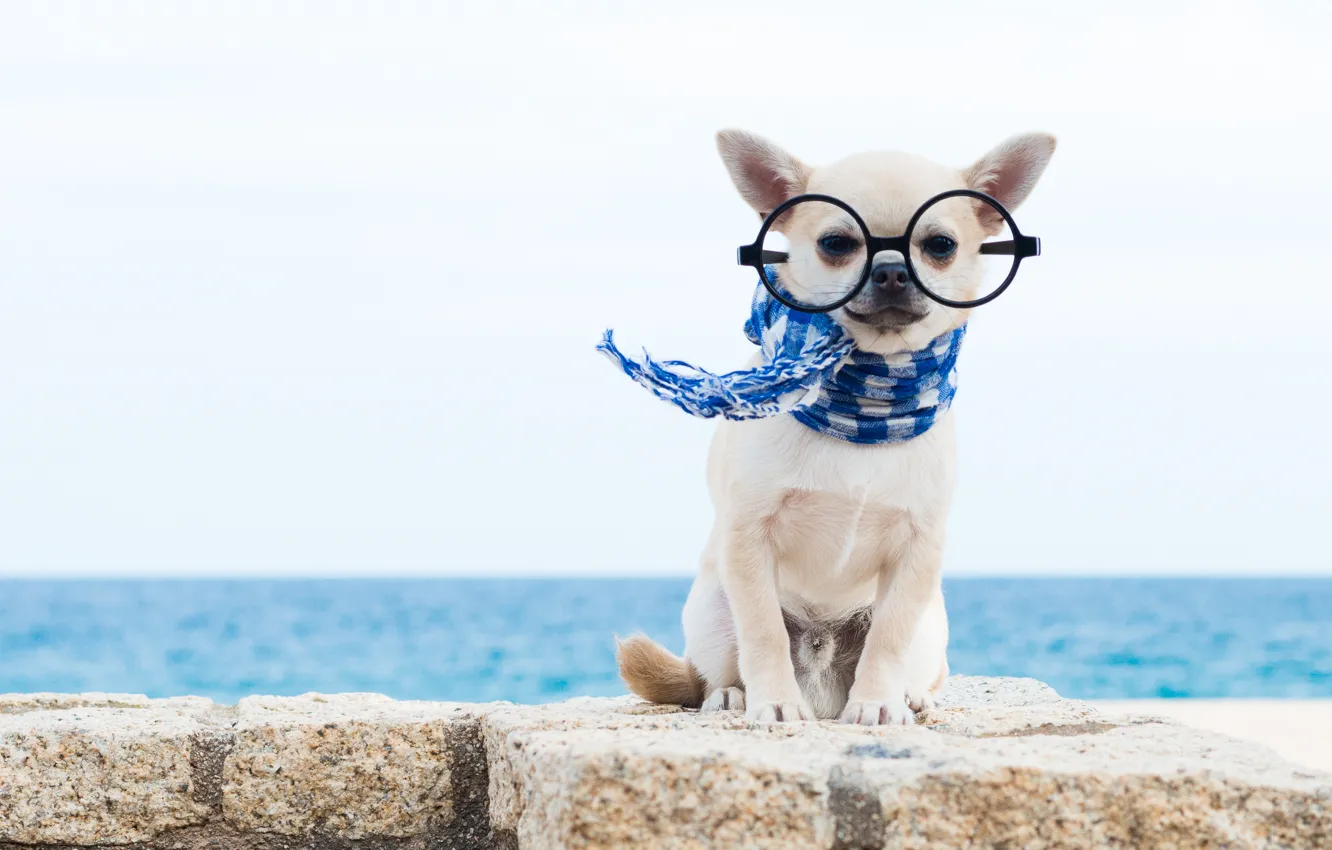 Фото обои собака, шарф, очки, чихуахуа, пёсик, собачонка
