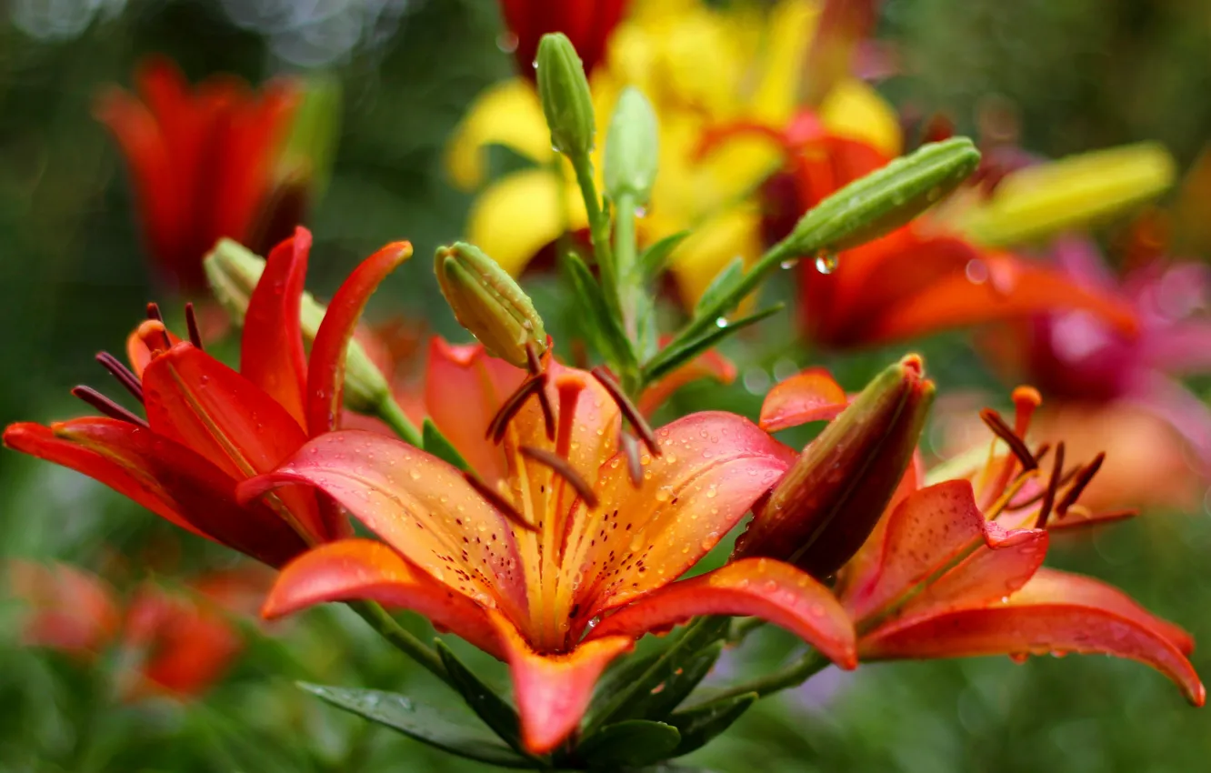 Фото обои цветы, лилия, сад, оранжевые