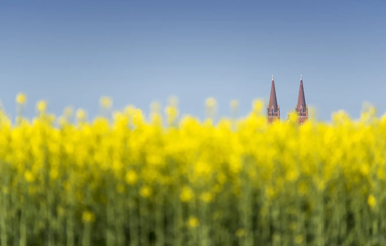 Фото обои cathedral, flowers, bokeh, Croatia, towers, field of gold, Djakovo