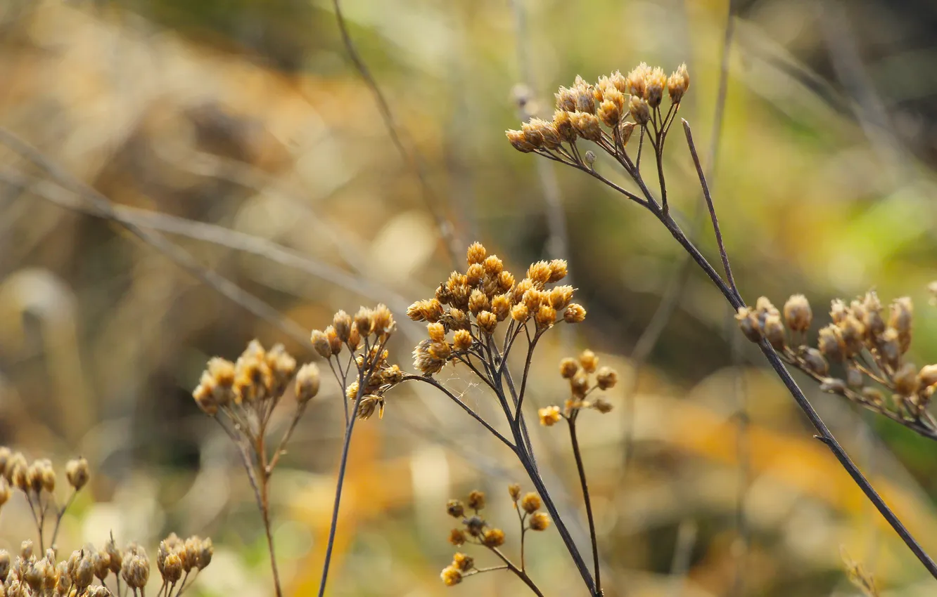 Фото обои plant, dry, twigs