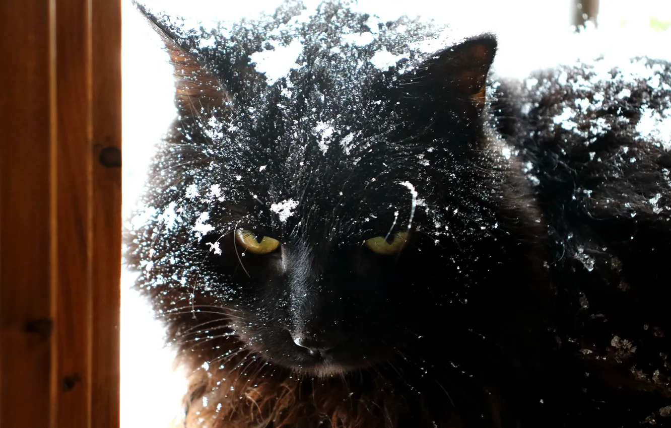 Фото обои кот, взгляд, снег