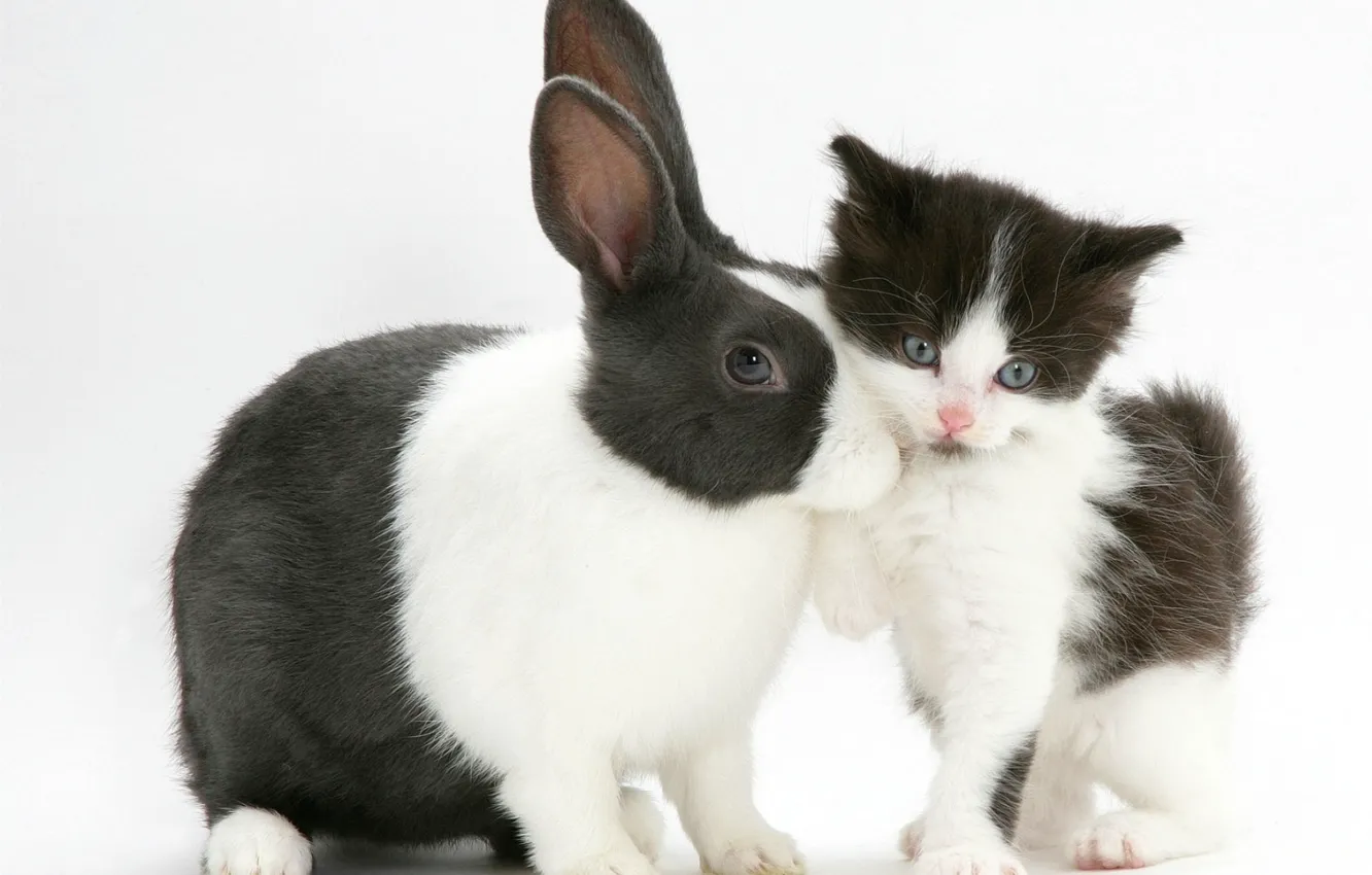 Фото обои котенок, черно-белый, кролик, пятнистый